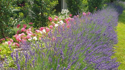 Hotel Pacherhof con tenuta vinicola: immagini e video Hotel Pacherhof con tenuta vinicola: immagini e video