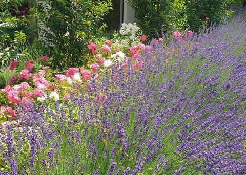 Hotel Pacherhof con tenuta vinicola: immagini e video Hotel Pacherhof con tenuta vinicola: immagini e video