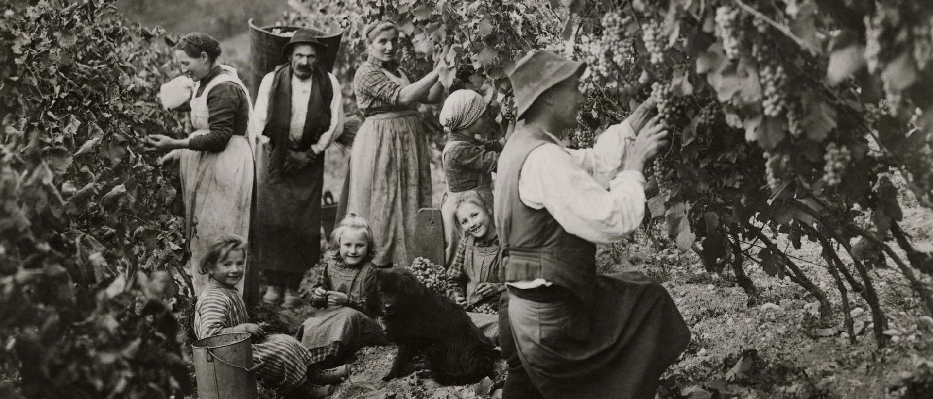 Weinwissen für Ihre Weinprobe in Südtirol Weinwissen für Ihre Weinprobe in Südtirol