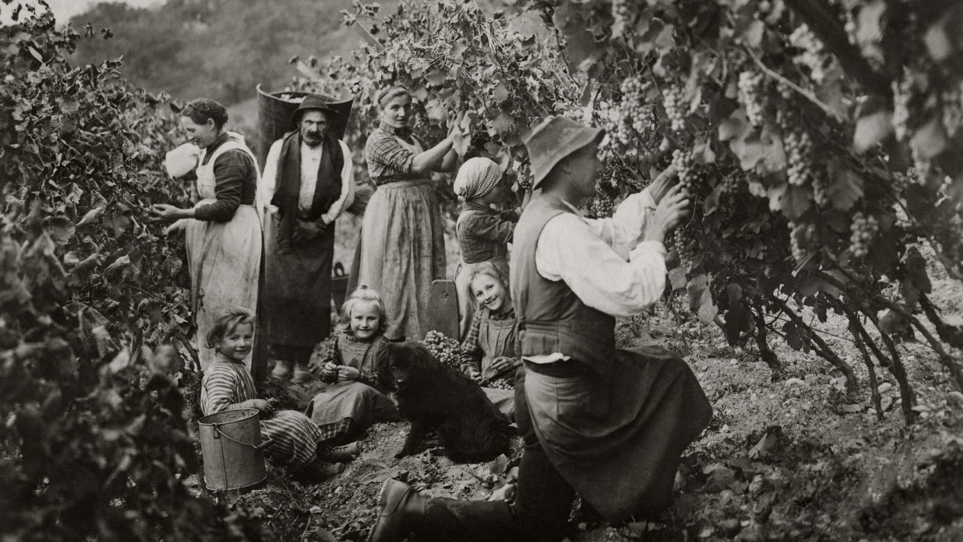 Vinhotel in Alto Adige: amore millenario per il vino