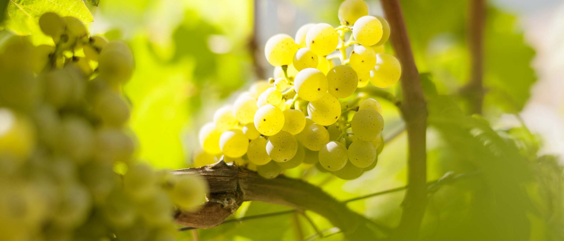 Weinwissen für Ihre Weinprobe in Südtirol Weinwissen für Ihre Weinprobe in Südtirol