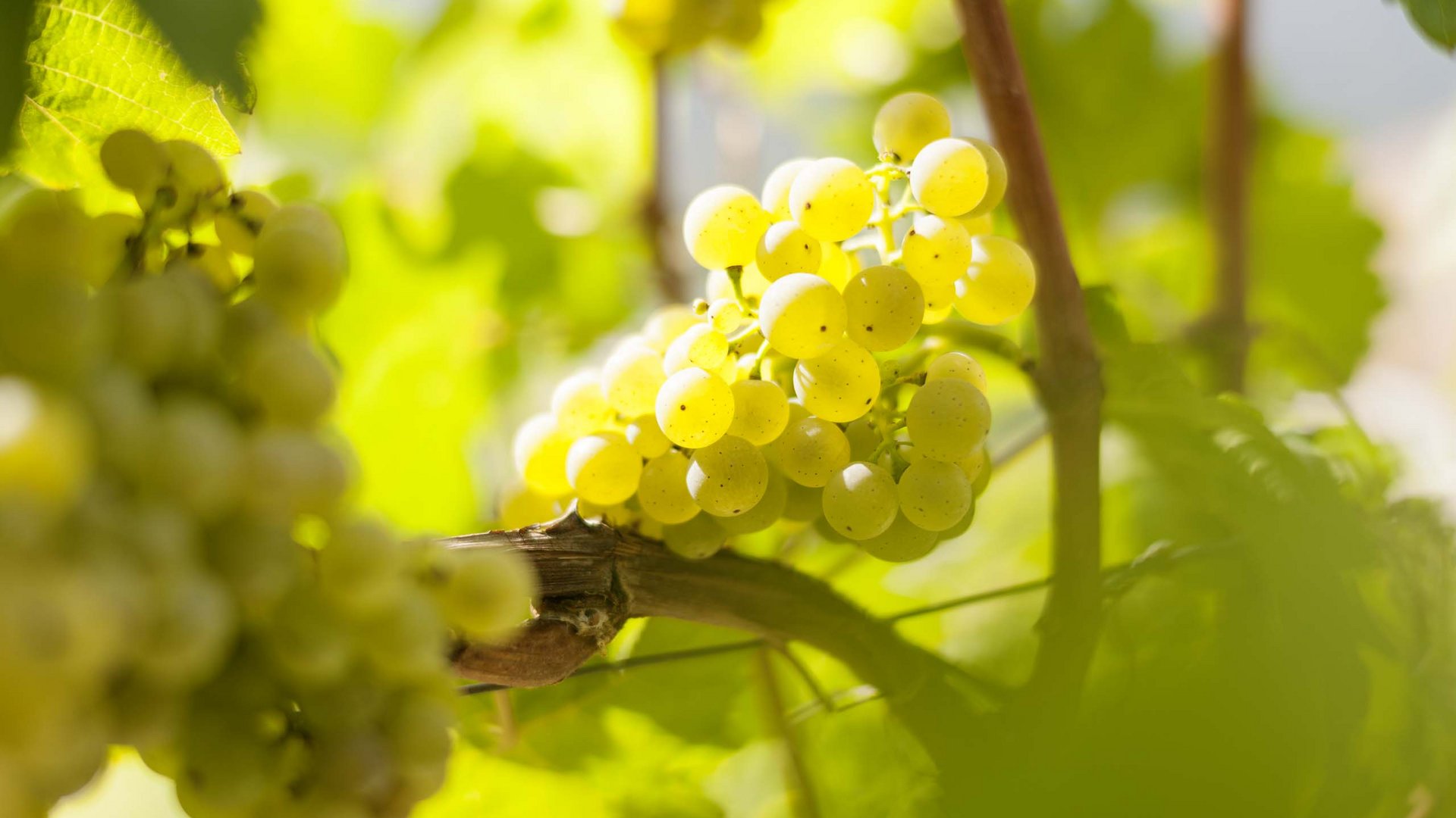 Weinwissen für Ihre Weinprobe in Südtirol