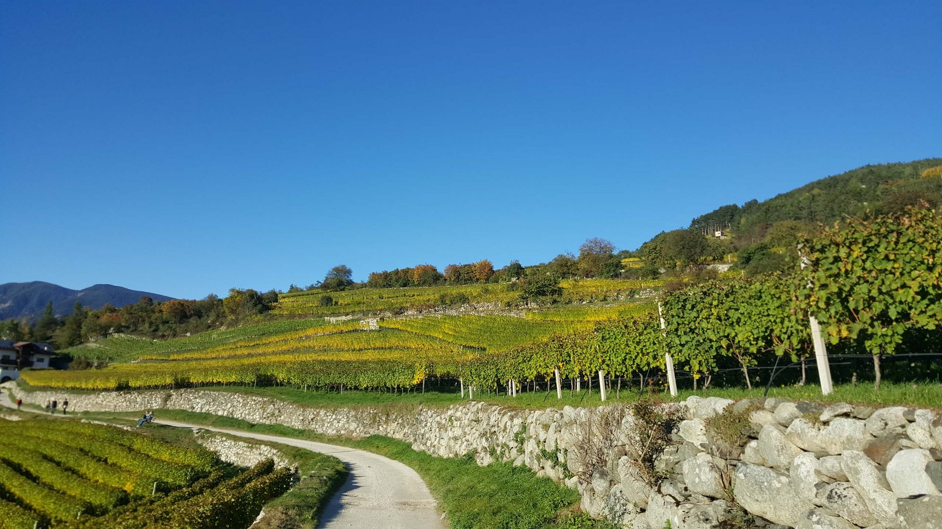 Valle Isarco/Eisacktal: premium wine from South Tyrol Valle Isarco/Eisacktal: premium wine from South Tyrol