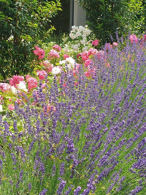 Hotel Pacherhof con tenuta vinicola: immagini e video Hotel Pacherhof con tenuta vinicola: immagini e video