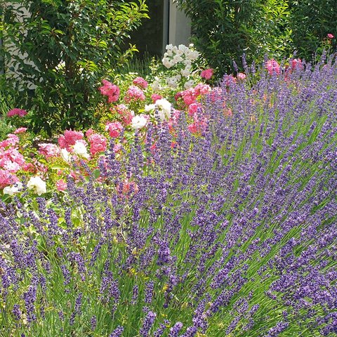 Hotel Pacherhof con tenuta vinicola: immagini e video Hotel Pacherhof con tenuta vinicola: immagini e video