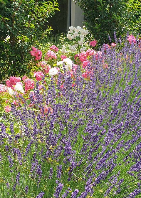 Hotel Pacherhof con tenuta vinicola: immagini e video Hotel Pacherhof con tenuta vinicola: immagini e video