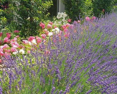 Hotel Pacherhof con tenuta vinicola: immagini e video Hotel Pacherhof con tenuta vinicola: immagini e video