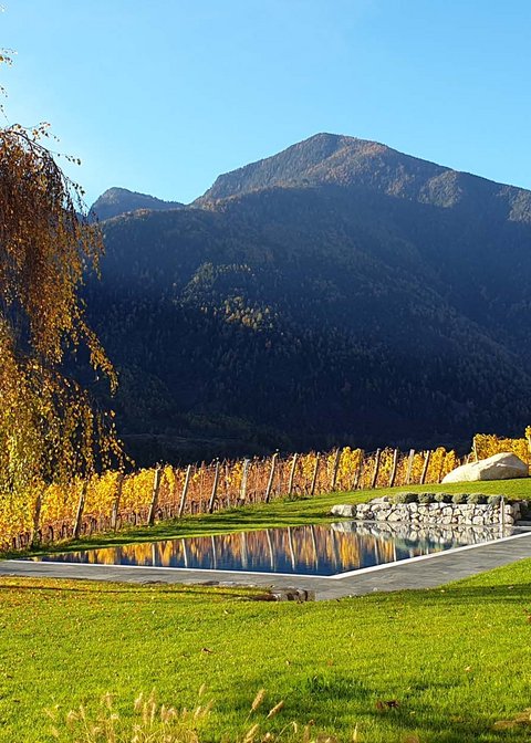 Hotel Pacherhof con tenuta vinicola: immagini e video Hotel Pacherhof con tenuta vinicola: immagini e video