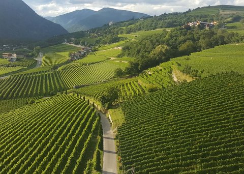 Hotel Pacherhof con tenuta vinicola: immagini e video Hotel Pacherhof con tenuta vinicola: immagini e video