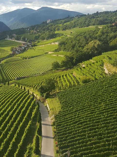 Hotel Pacherhof con tenuta vinicola: immagini e video Hotel Pacherhof con tenuta vinicola: immagini e video