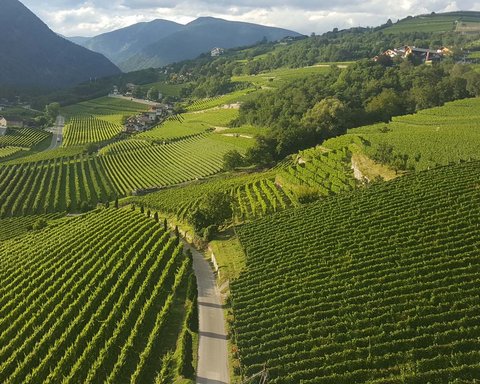 Hotel Pacherhof con tenuta vinicola: immagini e video Hotel Pacherhof con tenuta vinicola: immagini e video