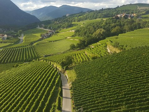 Hotel Pacherhof con tenuta vinicola: immagini e video Hotel Pacherhof con tenuta vinicola: immagini e video