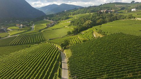 Hotel Pacherhof con tenuta vinicola: immagini e video Hotel Pacherhof con tenuta vinicola: immagini e video