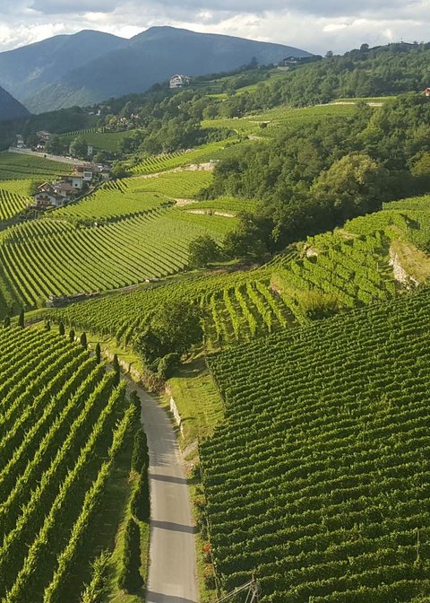 Hotel Pacherhof con tenuta vinicola: immagini e video Hotel Pacherhof con tenuta vinicola: immagini e video