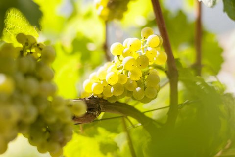 Hotel Pacherhof con tenuta vinicola: immagini e video Hotel Pacherhof con tenuta vinicola: immagini e video