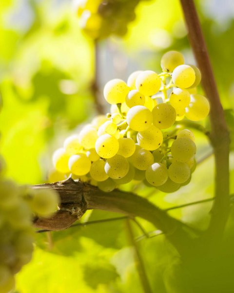 Hotel Pacherhof con tenuta vinicola: immagini e video Hotel Pacherhof con tenuta vinicola: immagini e video