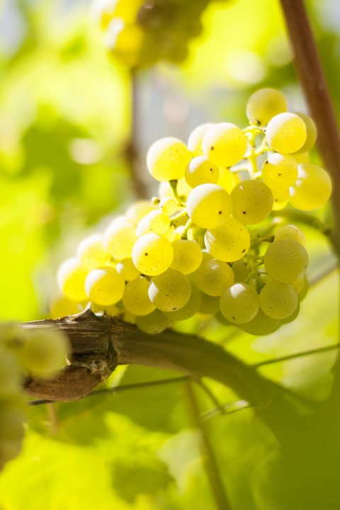 Hotel Pacherhof con tenuta vinicola: immagini e video Hotel Pacherhof con tenuta vinicola: immagini e video