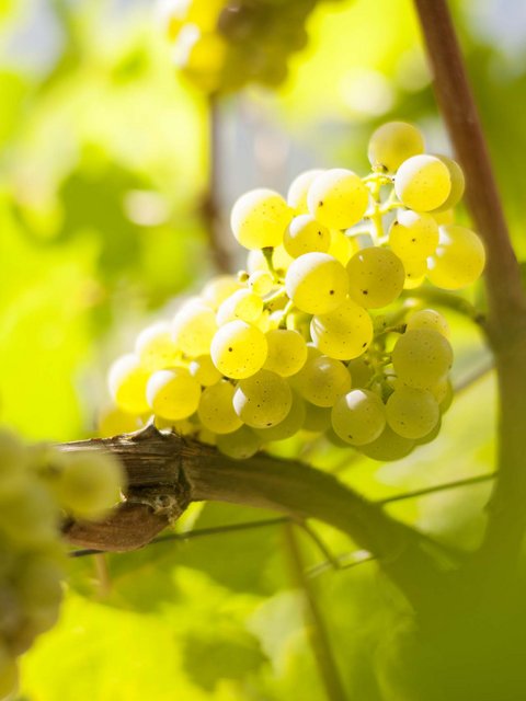 Hotel Pacherhof con tenuta vinicola: immagini e video Hotel Pacherhof con tenuta vinicola: immagini e video