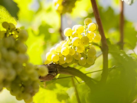 Hotel Pacherhof con tenuta vinicola: immagini e video Hotel Pacherhof con tenuta vinicola: immagini e video