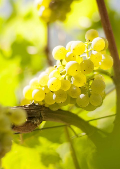 Hotel Pacherhof con tenuta vinicola: immagini e video Hotel Pacherhof con tenuta vinicola: immagini e video