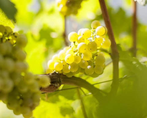 Hotel Pacherhof con tenuta vinicola: immagini e video Hotel Pacherhof con tenuta vinicola: immagini e video