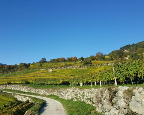 Hotel Pacherhof con tenuta vinicola: immagini e video Hotel Pacherhof con tenuta vinicola: immagini e video