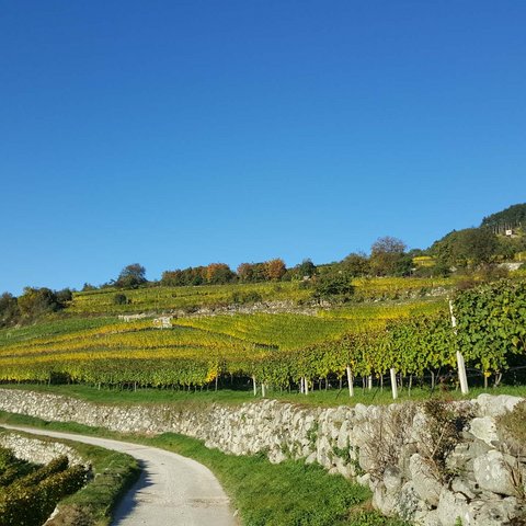 Hotel Pacherhof con tenuta vinicola: immagini e video Hotel Pacherhof con tenuta vinicola: immagini e video