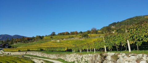 Hotel Pacherhof con tenuta vinicola: immagini e video Hotel Pacherhof con tenuta vinicola: immagini e video