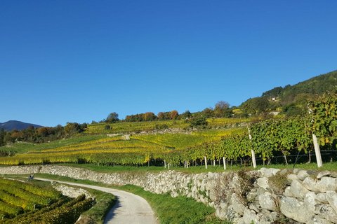 Hotel Pacherhof con tenuta vinicola: immagini e video Hotel Pacherhof con tenuta vinicola: immagini e video