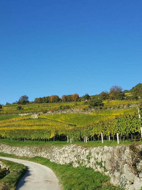 Hotel Pacherhof con tenuta vinicola: immagini e video Hotel Pacherhof con tenuta vinicola: immagini e video