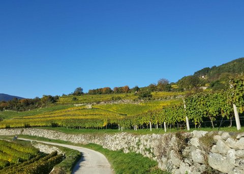 Hotel Pacherhof con tenuta vinicola: immagini e video Hotel Pacherhof con tenuta vinicola: immagini e video