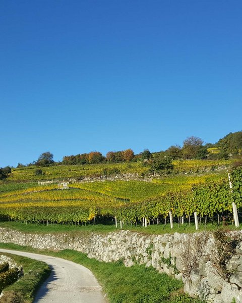 Hotel Pacherhof con tenuta vinicola: immagini e video Hotel Pacherhof con tenuta vinicola: immagini e video