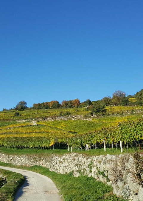 Hotel Pacherhof con tenuta vinicola: immagini e video Hotel Pacherhof con tenuta vinicola: immagini e video