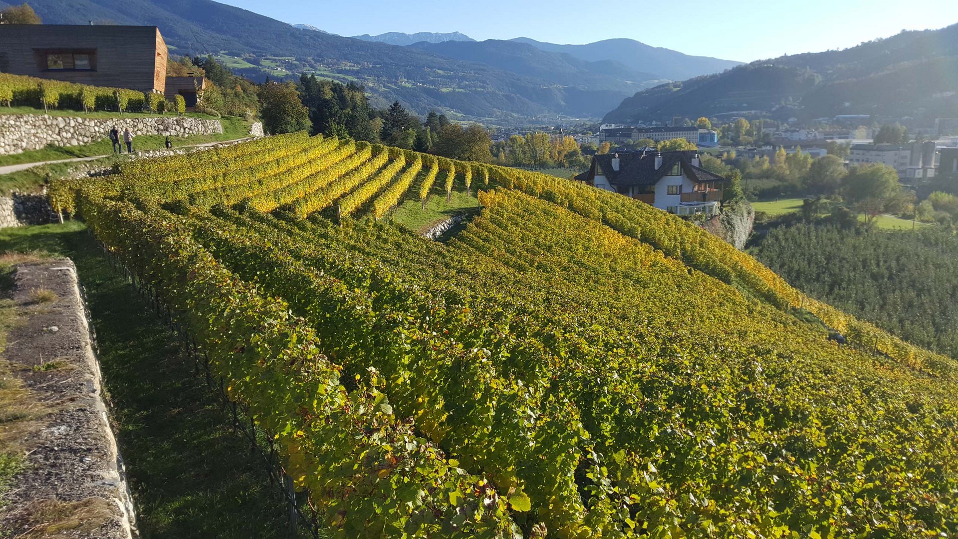 Il segreto della nostra azienda vinicola: il terroir